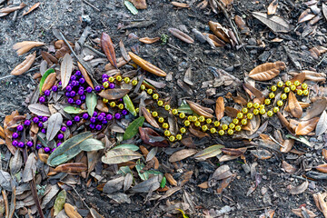 Closeup of Purple and Gold Mardi Gras Beads on the Ground in New Orleans, LA, USA