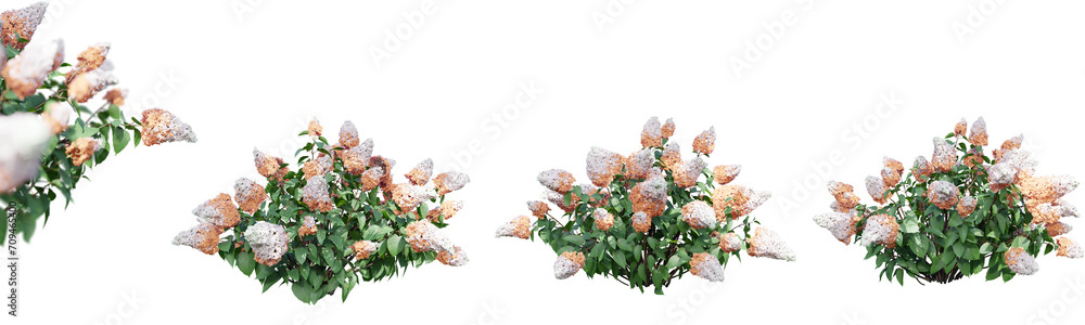 Poster hydrangea paniculata isolate transparent background.3d rendering png