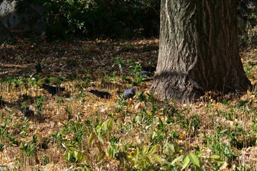 木の根元に集まっている野鳥