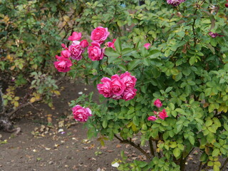 Fototapeta na wymiar 公園で冬に咲いていたバラ