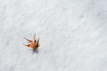 真っ白な雪の上に枯葉が一枚、冬の朝