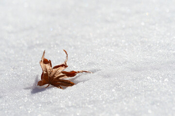 真っ白な雪の上に枯葉が一枚、冬の朝
