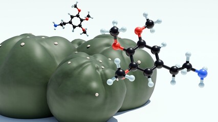 3D rendering depicts a peyote cactus, Lophophora williamsii, and its key psychoactive component, the mescaline molecule.