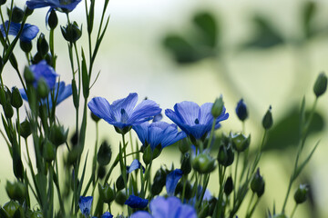Blue flax blossom in close up over blurred background