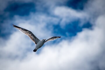 Seagull flying above with blue sky and clouds
