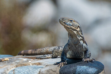 Black Spiny-tailed Iguana on rock wall in Baja Mexico