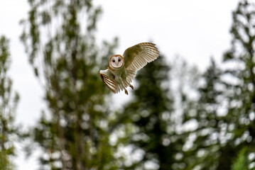 Flying Barn Owl looks at camera with large trees in background