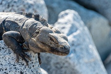 Black Spiny-tailed Iguana on rocks in Baja Mexico