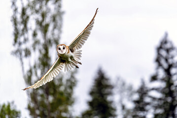 Flying Barn Owl looks at camera with wings extended