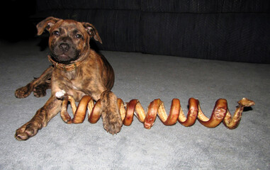 Brown puppy dog with huge twisty pizzle chew toy