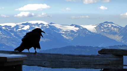 Crow with beak open and mountain in background