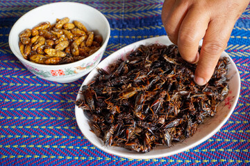A hand is picking up fried insects, Lots of crispy fried crickets and chrysalis in a white place placed on a mat. Fried insects are a food that is very high in protein.