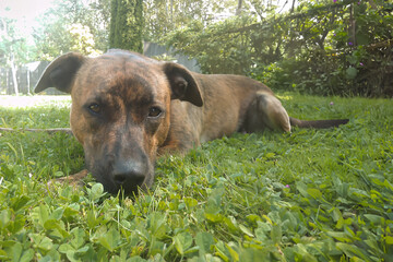 Sweet brown dog lying in grass