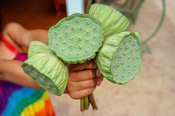 Hand holding lotus stem and seeds, inside of lotus flower, edible - obrazy, fototapety, plakaty