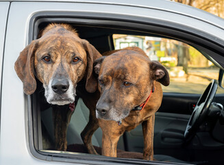 Two dogs with heads out a truck window waiting for owner