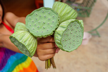 Hand holding lotus stem and seeds, inside of lotus flower, edible - obrazy, fototapety, plakaty