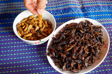 A hand is picking up fried insects (chrysalis), Lots of crispy fried crickets and chrysalis in a white place placed on a mat. Fried insects are a food that is very high in protein.