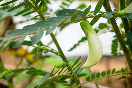 Agasta flower (Sesbania Grandiflora) on the tree in the garden. Vegetable use for cooking. editable. It has many names such as Sesban, Vegetable humming bird, Humming bird tree, Butterfly