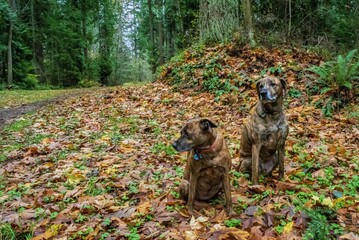 Two dogs sit in fall leaves at a park