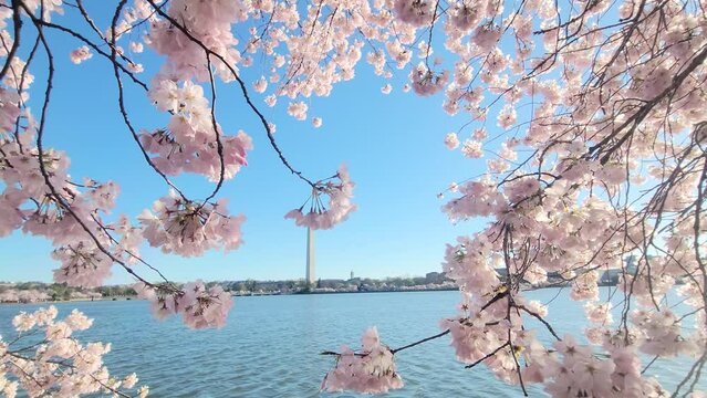 blossom in spring near tidal basin - Washington DC