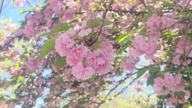 blossom in spring near tidal basin - Washington DC