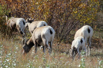 herd of sheep, Jasper National Park, Alberta