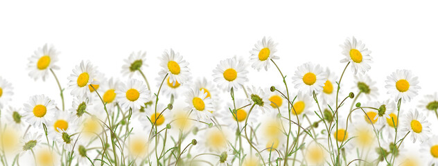 Oxeye daisy flowers meadow web banner isolated cutout on transparent