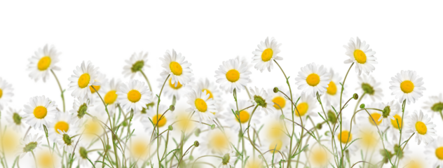 Oxeye daisy flowers meadow web banner isolated cutout on transparent