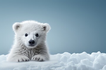 A baby polar bear is seen sitting on a pile of snow, its arctic habitat evident.