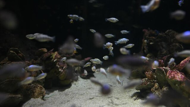 fish in aquarium - baltimore