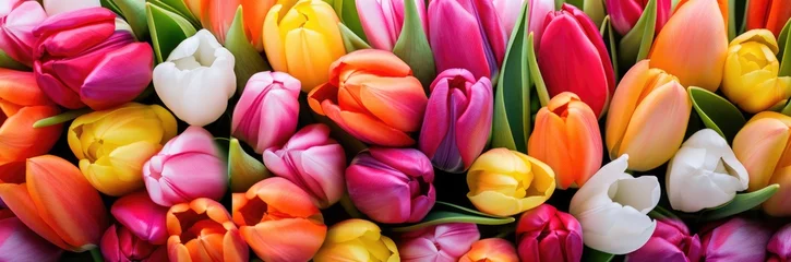 Foto op Aluminium Tulips colorful multicolored yellow, white, red, purple, pink bloom flower field in Spring © Eyepain