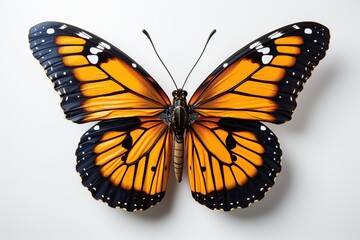 Obraz premium monarch butterfly white background