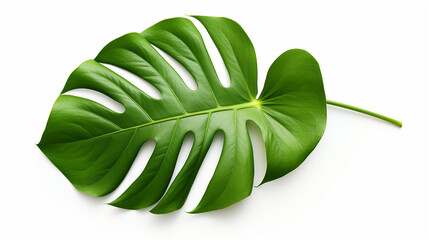 monstera leaf isolated on white background with clip path - obrazy, fototapety, plakaty