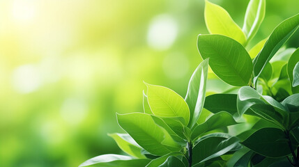 Obraz premium nature of green leaf in garden at summer. natural blurred green nature background