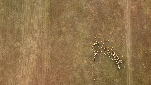Sunset drone view of a flock of rams and sheep with a shepherd. Aerial picturesque landscape of endless pastures. A herd of sheep grazing in nature. Production of bio organic healthy food products.