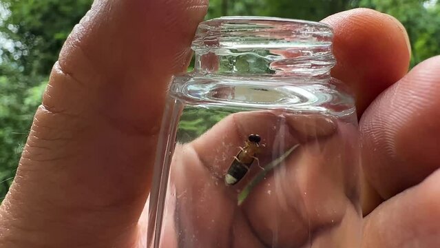 hold firefly insect in glass bottle sample of lighting bug in day time in Hyrcanian forest in Iran persian race animal in close up view in nature landscape wonderful scenic shot from black eye beetle