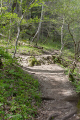Walking in a forest park in a mountainous area during the onset of the spring-summer period.
