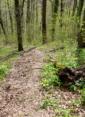Walking in a forest park in a mountainous area during the onset of the spring-summer period.