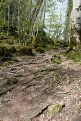 Walking in a forest park in a mountainous area during the onset of the spring-summer period.
