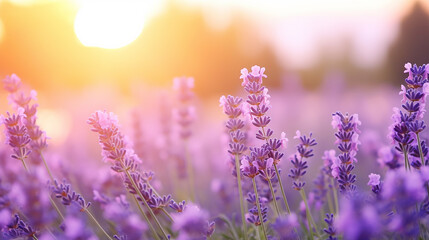 Naklejka premium beautiful soft focus on beautiful purple lavender field blur natural flower background with sunlight