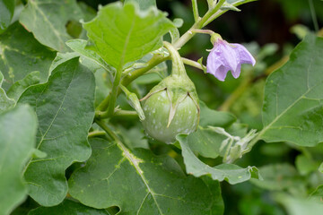 Eggplant and purple flower bloom on tree with drops in the garden.