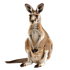 Kangaroo isolated white background