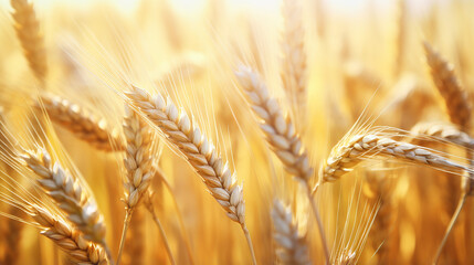 wheat field ears of golden wheat closeup harvest