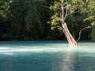 A warm lake with tree