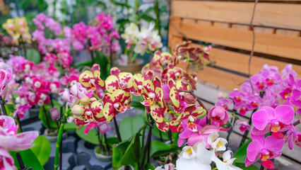Fototapeta na wymiar Pink and yellow orchids in garden shop. Various orchids sold in store. Flowers orchid in a greenhouse, modern business and private entrepreneurship.