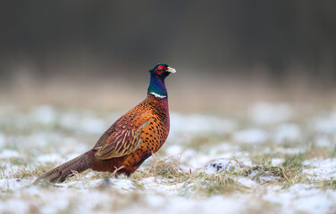 Ringneck Pheasant (Phasianus colchicus) male close up