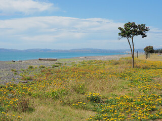 Fototapeta na wymiar Nelson Beachscape with wildflowers