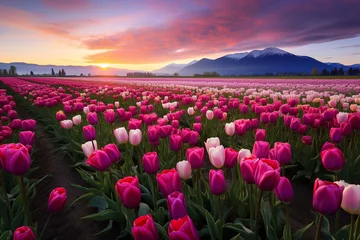 Fototapeten field of tulips in spring © Jacek