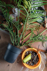 Large Philodendron Tortum before repotting in new loose soil. Home garden concept.