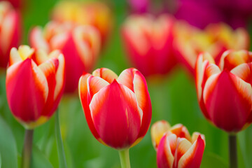 Beautiful tulips flower